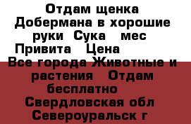 Отдам щенка Добермана в хорошие руки. Сука 5 мес. Привита › Цена ­ 5 000 - Все города Животные и растения » Отдам бесплатно   . Свердловская обл.,Североуральск г.